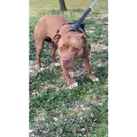 Foto dell\'animale cane - Matr. 2021/0366 - Microchip 380260044541871