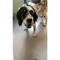 Foto dell\'animale cane - Matr. 2022/0449 - Microchip 380260041017486