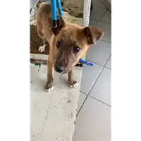 Foto dell\'animale cane - Matr. 2022/0450 - Microchip 380260044476812