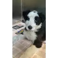 Foto dell\'animale cane - Matr. 2022/0451 - Microchip 380260044476727