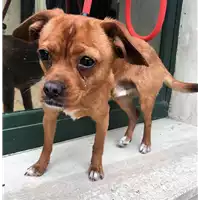 Foto dell\'animale cane - Matr. 2018/0821 - Microchip 380260100675889