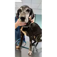 Foto dell\'animale cane - Matr. 2013/2087 - Microchip 380260002133787