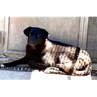 Foto dell\'animale cane - Matr. 2022/0456 - Microchip 380260044476423