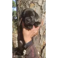 Foto dell\'animale cane - Matr. 2022/0459 - Microchip 380260044476555