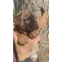 Foto dell\'animale cane - Matr. 2022/0461 - Microchip 380260044449173