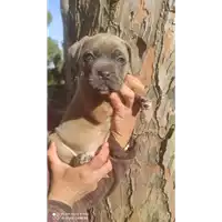 Foto dell\'animale cane - Matr. 2022/0462 - Microchip 380260044476418