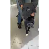 cane - Matr. 2022/0463 - Microchip 380260044551400