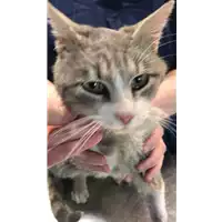 Foto dell\'animale gatto - Matr. 2022/0469 - Microchip 380260044549623