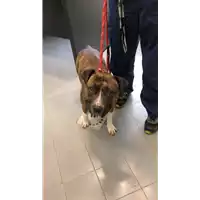 Foto dell\'animale cane - Matr. 2022/0471 - Microchip 380260044550025
