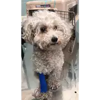 Foto dell\'animale cane - Matr. 2022/0470 - Microchip 380260100432782