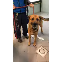 Foto dell\'animale cane - Matr. 2022/0476 - Microchip 380260044551217