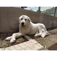 Foto dell\'animale cane - Matr. 2022/0477 - Microchip 380260044551949