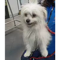 Foto dell\'animale cane - Matr. 2022/0478 - Microchip 804018000003510