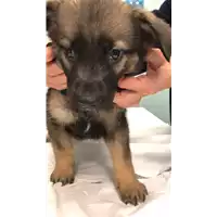 Foto dell\'animale cane - Matr. 2022/0479 - Microchip 380260044549692