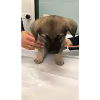 Foto dell\'animale cane - Matr. 2022/0481 - Microchip 380260044549801