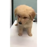 Foto dell\'animale cane - Matr. 2022/0483 - Microchip 380260044551895