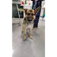 Foto dell\'animale cane - Matr. 2022/0485 - Microchip 380260044549339