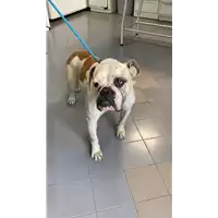 Foto dell\'animale cane - Matr. 2022/0492 - Microchip 380260043125146