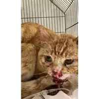 Foto dell\'animale gatto - Matr. 2022/0494 - Microchip 380260044549257