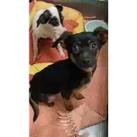 Foto dell\'animale cane - Matr. 2022/0496 - Microchip 380260044550101