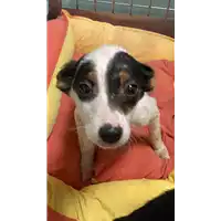 Foto dell\'animale cane - Matr. 2022/0495 - Microchip 380260044549730