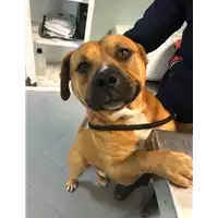 Foto dell\'animale cane - Matr. 2022/0297 - Microchip 380260044549395