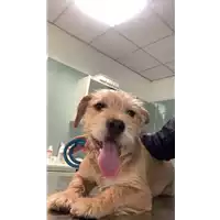 Foto dell\'animale cane - Matr. 2022/0499 - Microchip 380260044549163
