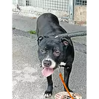 Foto dell\'animale cane - Matr. 2022/0034 - Microchip 380260100662941