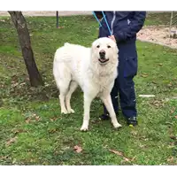 Foto dell\'animale cane - Matr. 2018/1358 - Microchip 380260042819992