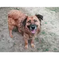 Foto dell\'animale cane - Matr. 2021/1416 - Microchip 380260044476250