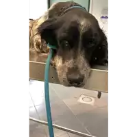 Foto dell\'animale cane - Matr. 2022/0501 - Microchip 380260041282830