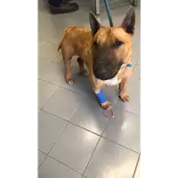 Foto dell\'animale cane - Matr. 2022/0502 - Microchip 380260100270924