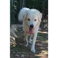 Foto dell\'animale cane - Matr. 2021/1673 - Microchip 380260044446416
