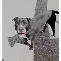 Foto dell\'animale cane - Matr. 2022/0034 - Microchip 380260100662941