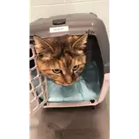 Foto dell\'animale gatto - Matr. 2022/0505 - Microchip 380260044476553