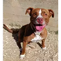 Foto dell\'animale cane - Matr. 2022/0399 - Microchip 380260044816344