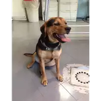 Foto dell\'animale cane - Matr. 2017/0942 - Microchip 380260002808740