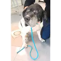 Foto dell\'animale cane - Matr. 2022/0510 - Microchip 981100002006033