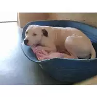 Foto dell\'animale cane - Matr. 2022/0508 - Microchip 380260102089597