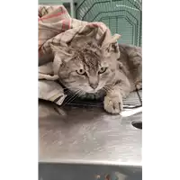 Foto dell\'animale gatto - Matr. 2022/0511 - Microchip 380260044549941