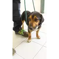 Foto dell\'animale cane - Matr. 2021/1664 - Microchip 380260101047935