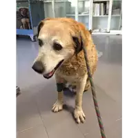 Foto dell\'animale cane - Matr. 2012/1207 - Microchip 981100000780372