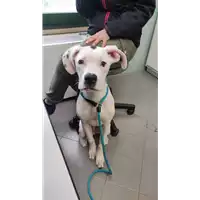 Foto dell\'animale cane - Matr. 2022/0513 - Microchip 380260044478999