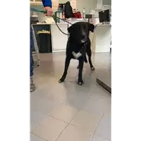 Foto dell\'animale cane - Matr. 2022/0516  - Microchip 380260044476633
