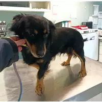 Foto dell\'animale cane - Matr. 2022/0525 - Microchip 380260110020159