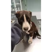 Foto dell\'animale cane - Matr. 2022/0520 - Microchip 380260044549538