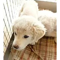 Foto dell\'animale cane - Matr. 2022/0522 - Microchip 380260044548155