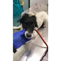 Foto dell\'animale cane - Matr. 2022/0419 - Microchip 380260044551274