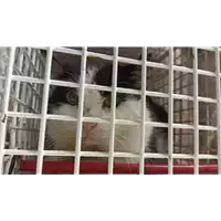Foto dell\'animale gatto - Matr. 2022/0529 - Microchip 380260044476530