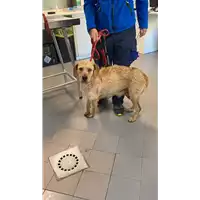 Foto dell\'animale cane - Matr. 2022/0531 - Microchip 380260044476314